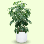 SCHEFFLERA - Imagen 9