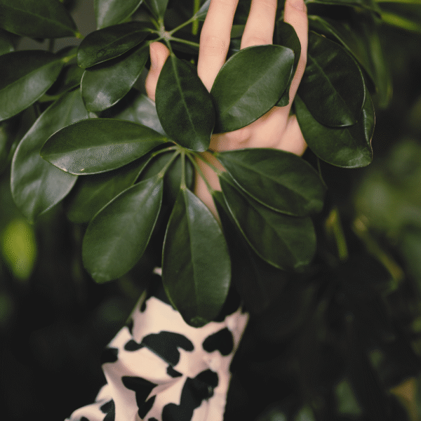 SCHEFFLERA - Imagen 2
