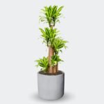 TRONCO DEL BRASIL - Imagen 7