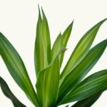 TRONCO DEL BRASIL - Imagen 9