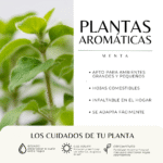 MENTA - Imagen 3