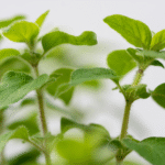 MENTA - Imagen 2