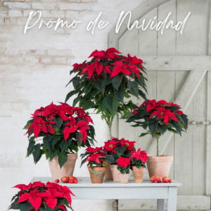 Decoracion navideña con plantas de temporada