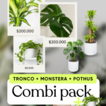 Combi Pack Tronco + Monstera + Pothus